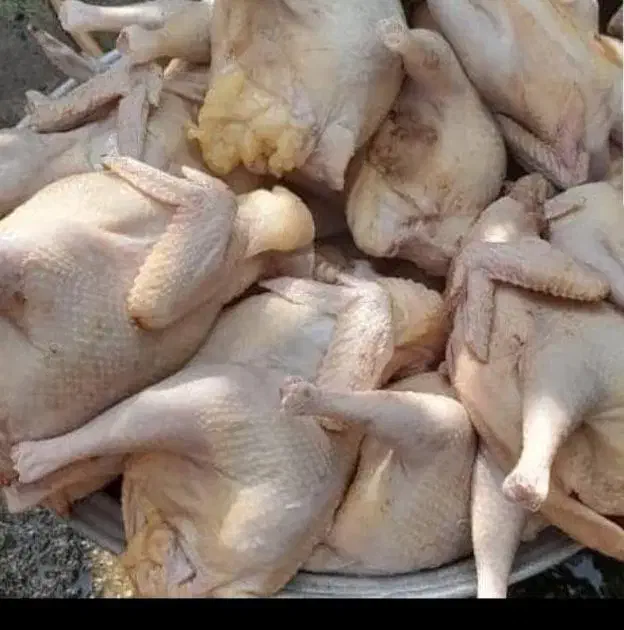 غاز.اردک.بوقلمون.مرغ.خروس|حیوانات مزرعه|رشت, پاستوریزه|دیوار