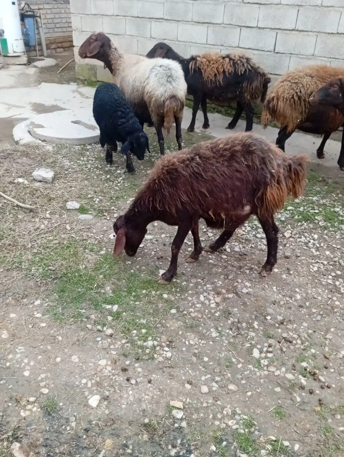 گوسفند بره دار یک جا جاروی|حیوانات مزرعه|گنبد کاووس, |دیوار