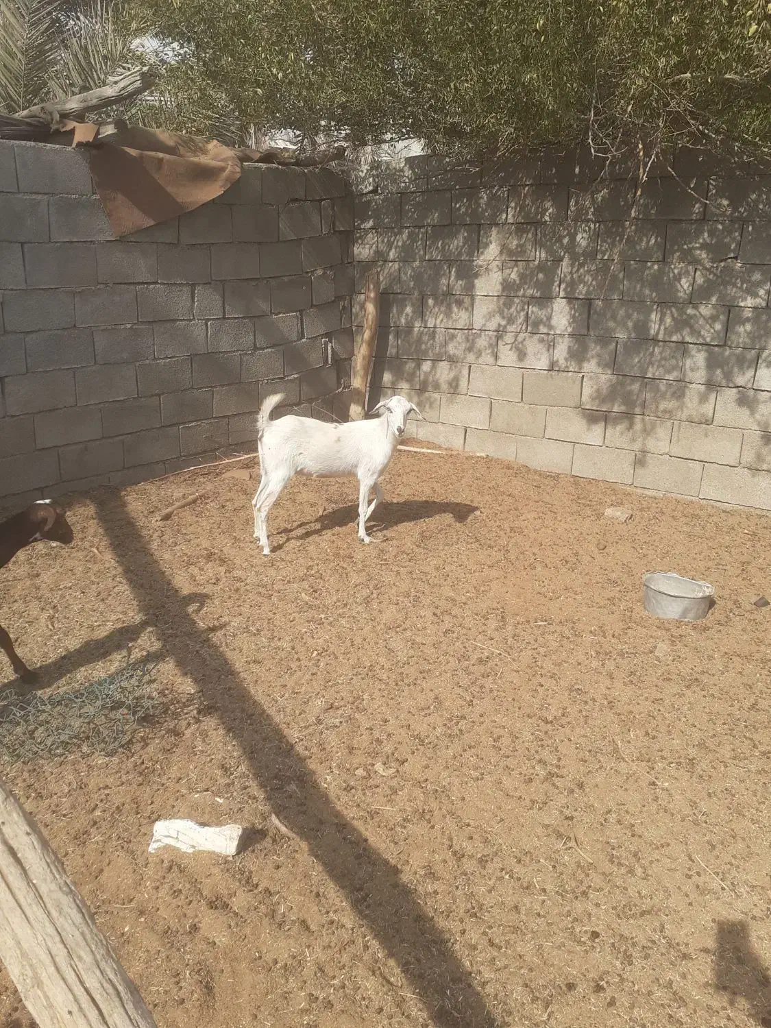 بزجوان|حیوانات مزرعه|قلعه قاضی, |دیوار