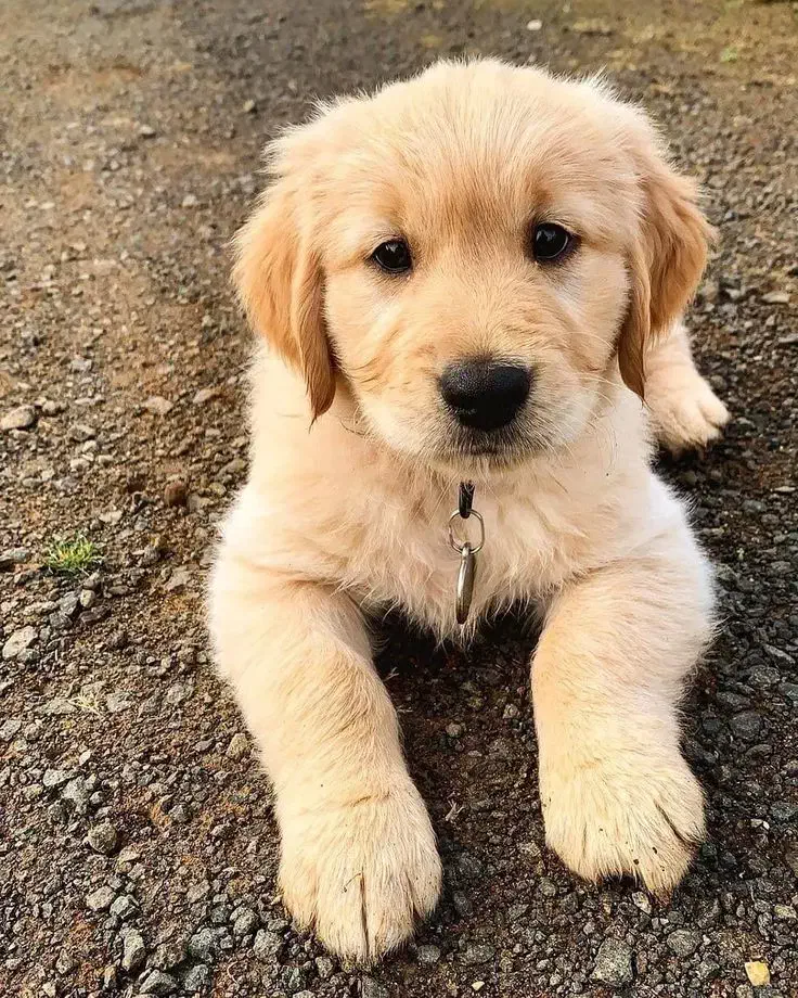 توله سگ گلدن رتریور اصیل و باهوش ـ آماده تحویل|سگ|تهران, قیطریه|دیوار