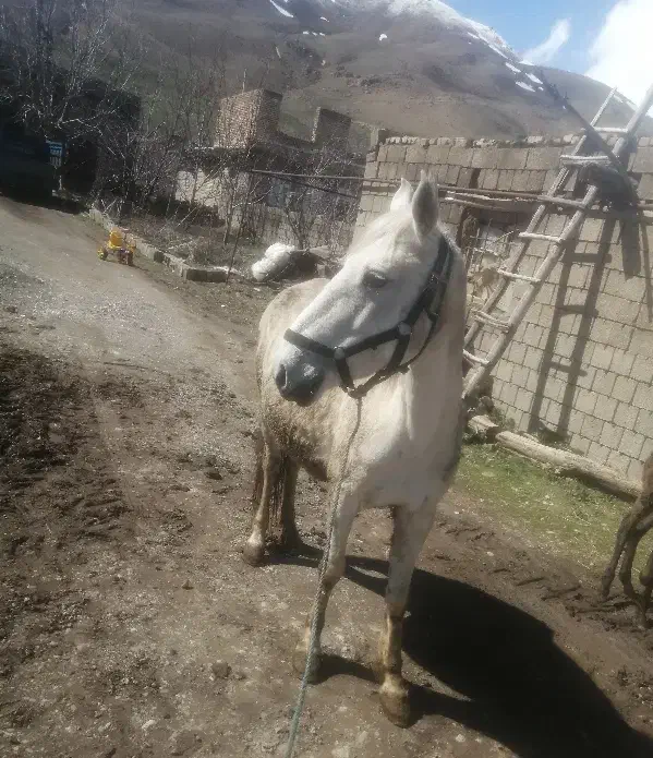 اسب|اسب و تجهیزات اسب‌سواری|سیلوانه, |دیوار