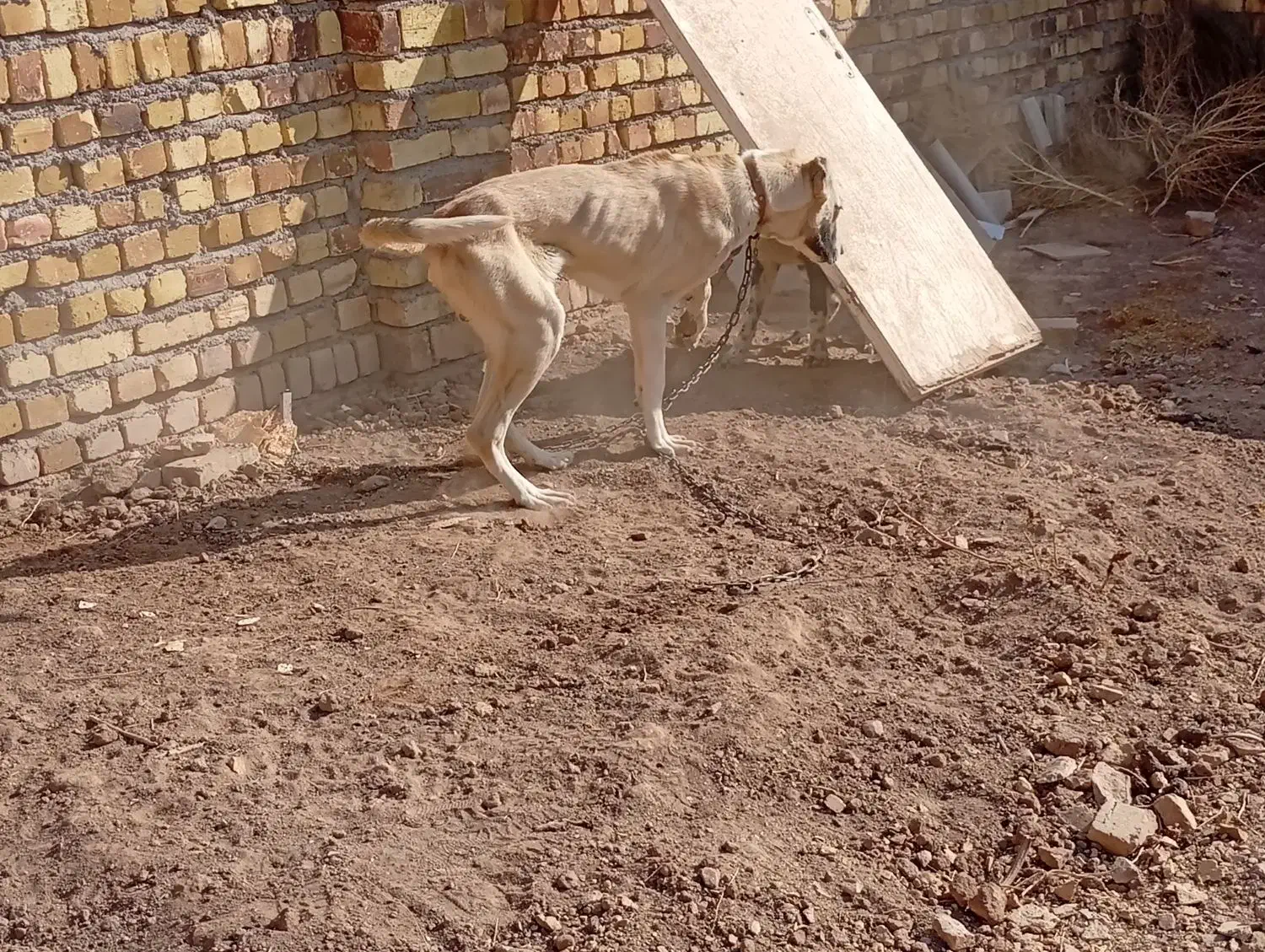 توله سرابی|سگ|دشتابی, |دیوار