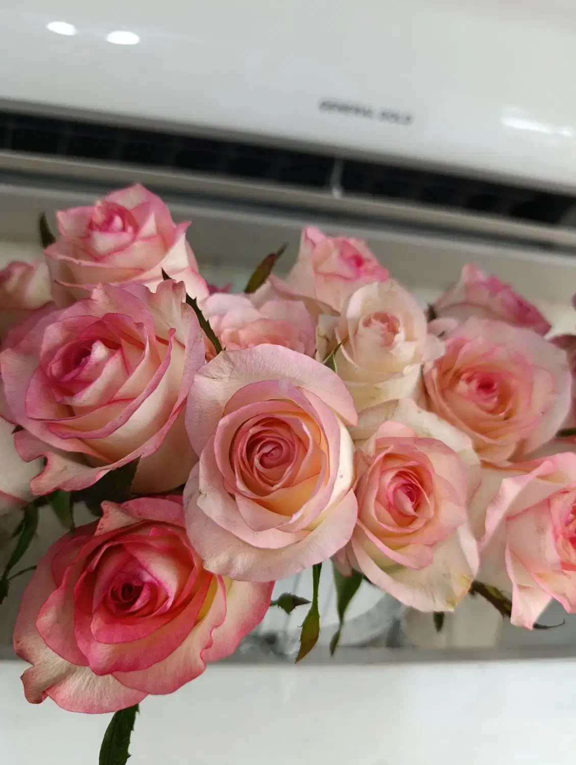 گل طبیعی|گل و گیاه طبیعی|قزوین, |دیوار