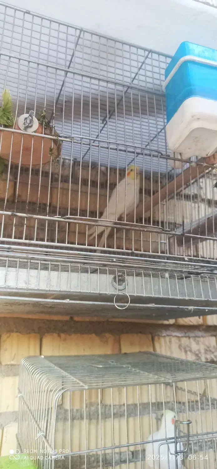 عروس هلندی لوتینو|پرنده|داراب, |دیوار