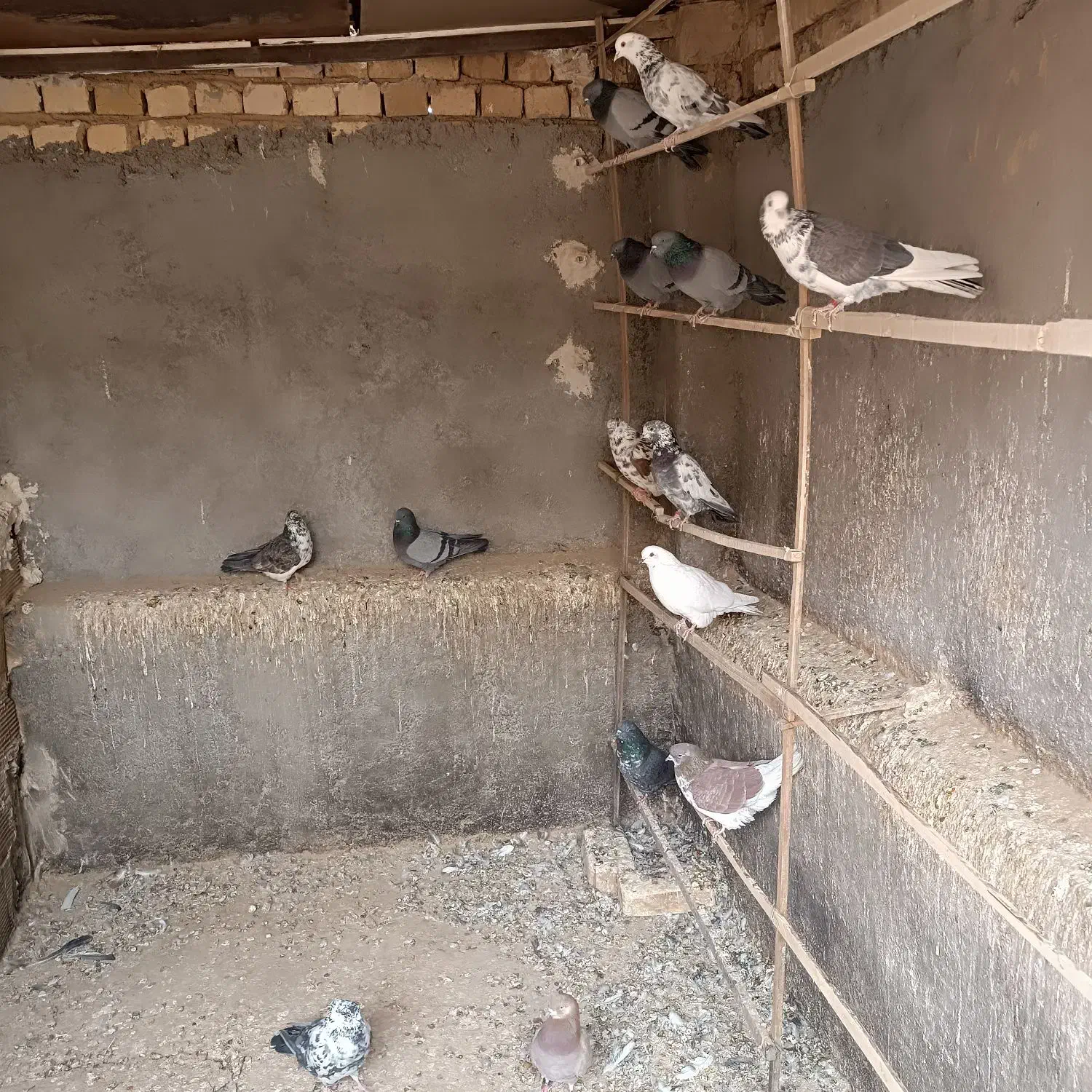 فروش کبوتر|پرنده|بادرود, |دیوار