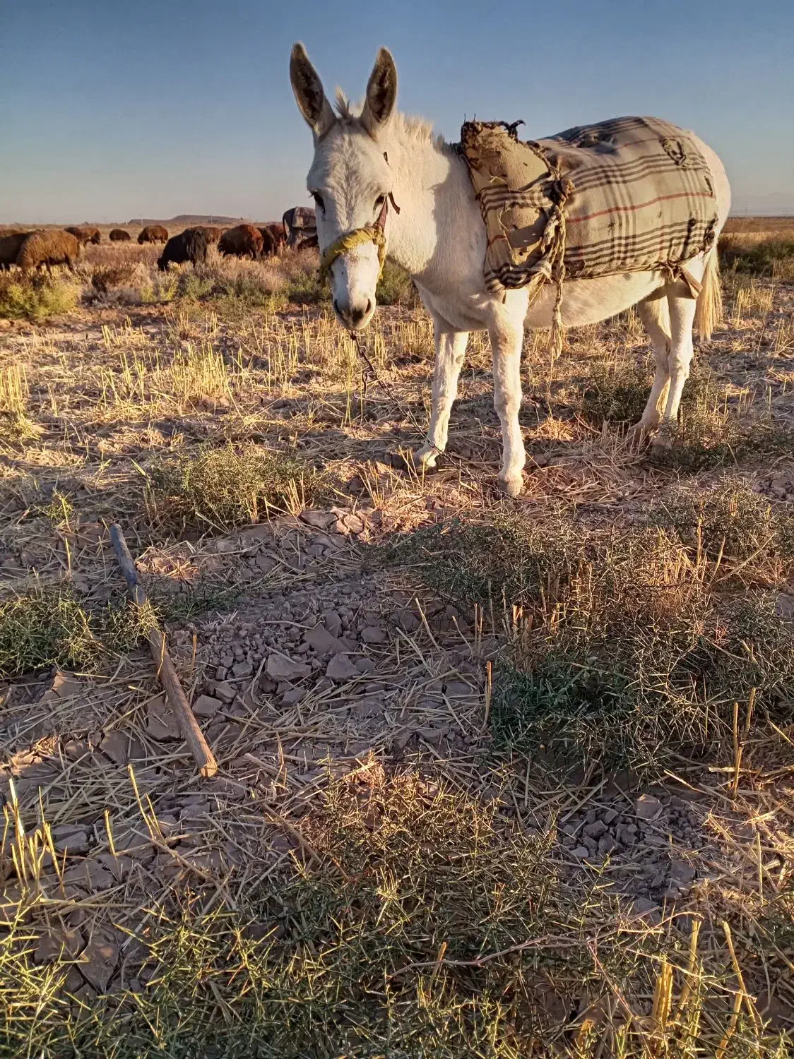 خر گله ماده|حیوانات مزرعه|فیروزه, |دیوار