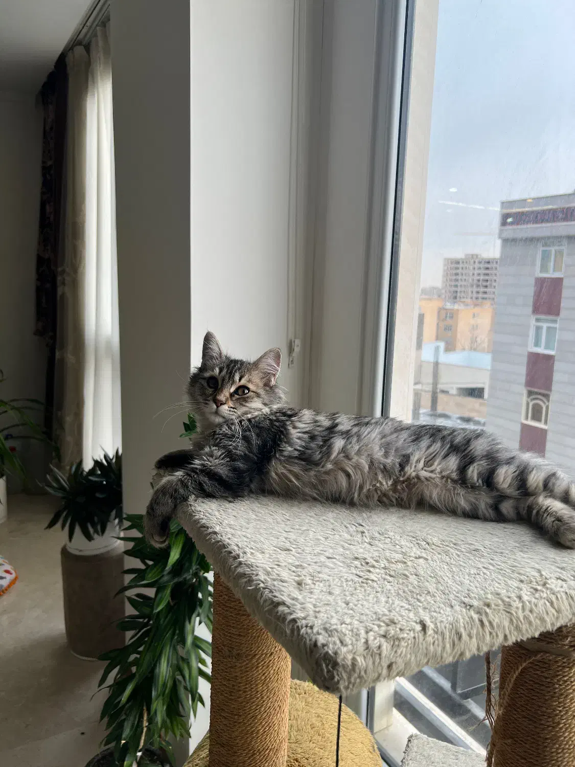 گربه|گربه|تهران, صادقیه|دیوار