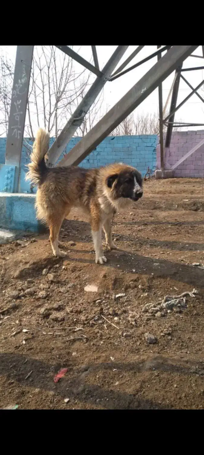 نر آدمی و گله ای درشت فی ۸|سگ|تهران, اتحاد|دیوار