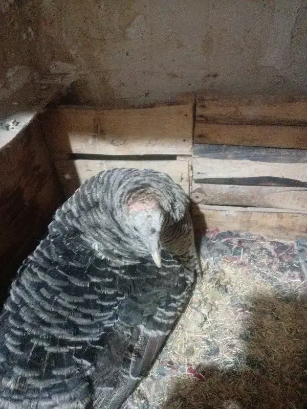 بوقلمو سالم|حیوانات مزرعه|بروجرد, |دیوار