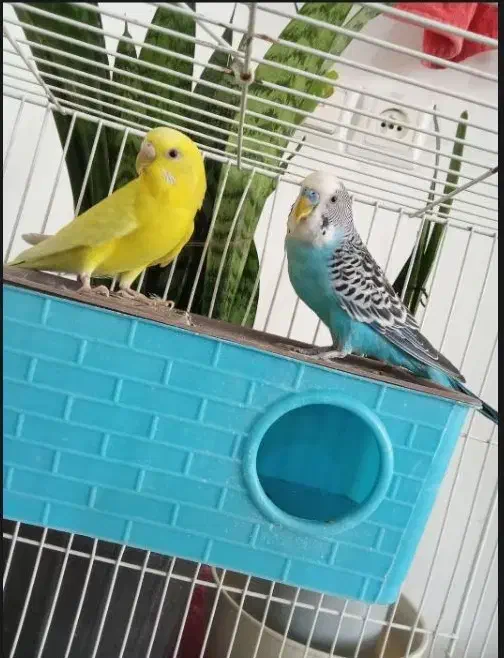 مرغ عشق|پرنده|شیروان (خراسان), |دیوار