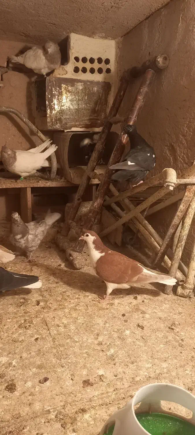 همه باهم به فروش میرسد به شرط|پرنده|تربت‌حیدریه, مسجد جامع|دیوار