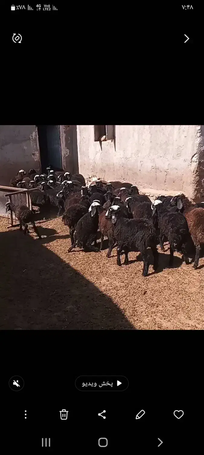 فروش میش وبره ماده ونر|حیوانات مزرعه|ساوه, |دیوار