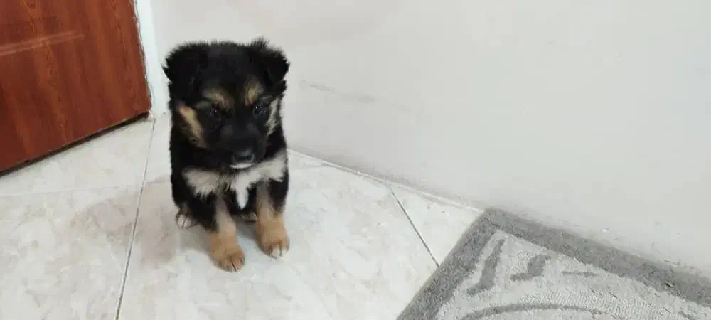 توله ژرمن دورنگ|سگ|مشهد, جاهد شهر|دیوار