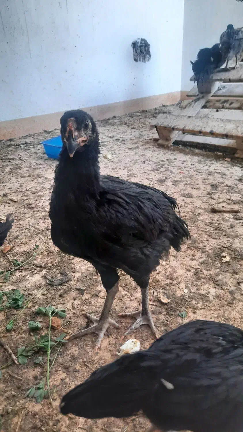 مرغ و خروس لاری|حیوانات مزرعه|اهرم, |دیوار