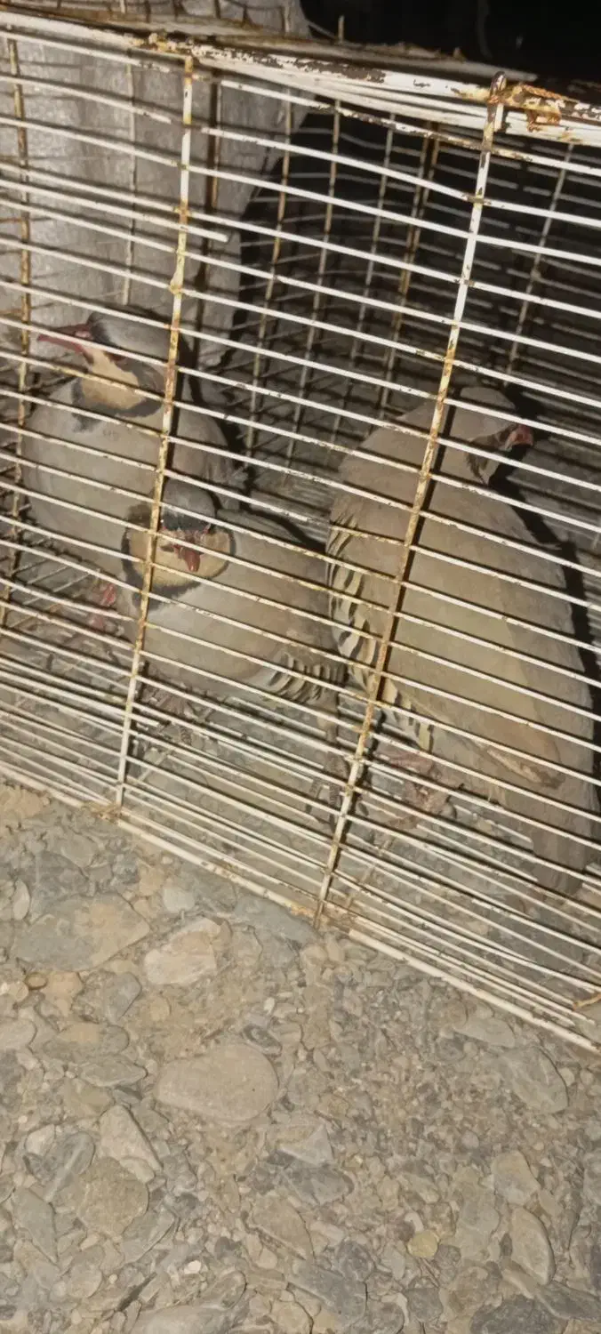 فروش فوری قیمت یک میلیون 500|پرنده|سراوان, |دیوار