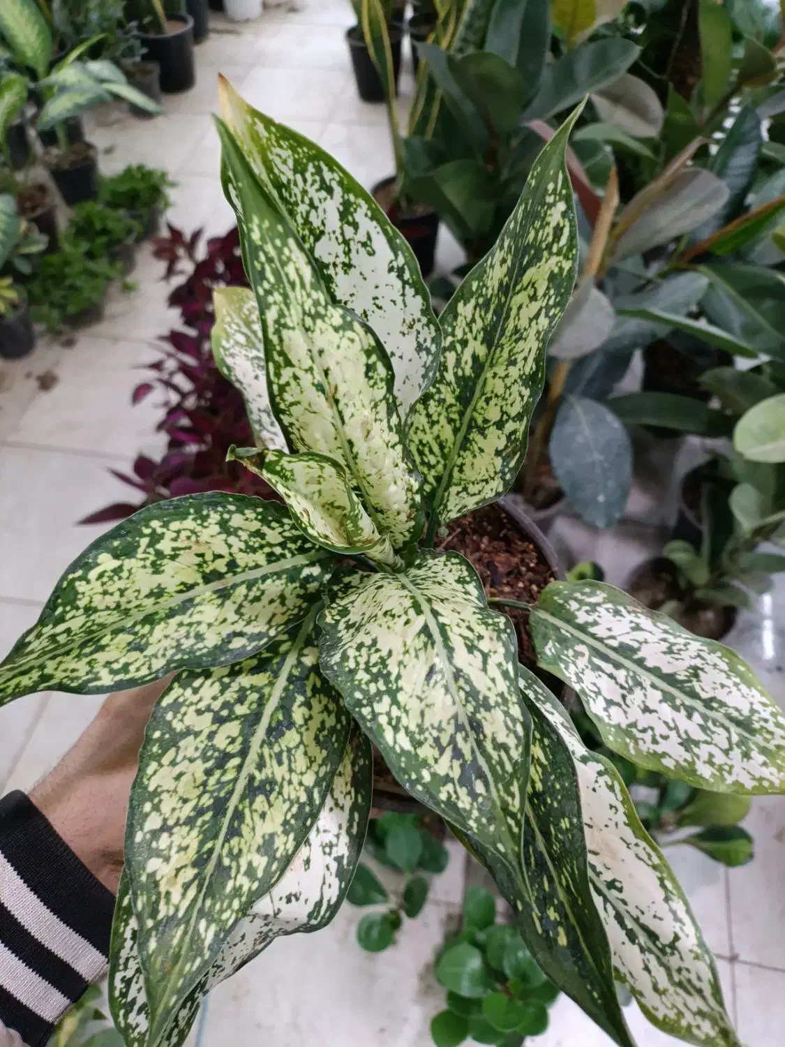 پتوس دیفن حسن یوسف سانس زاموفیلیا|گل و گیاه طبیعی|قم, شهرک فاطمیه|دیوار