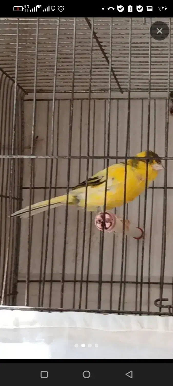 قناری قورولتی بخوان|پرنده|اردبیل, |دیوار