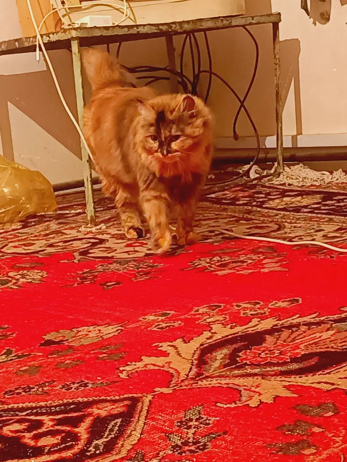 گربه پشمالو|گربه|مراغه, |دیوار