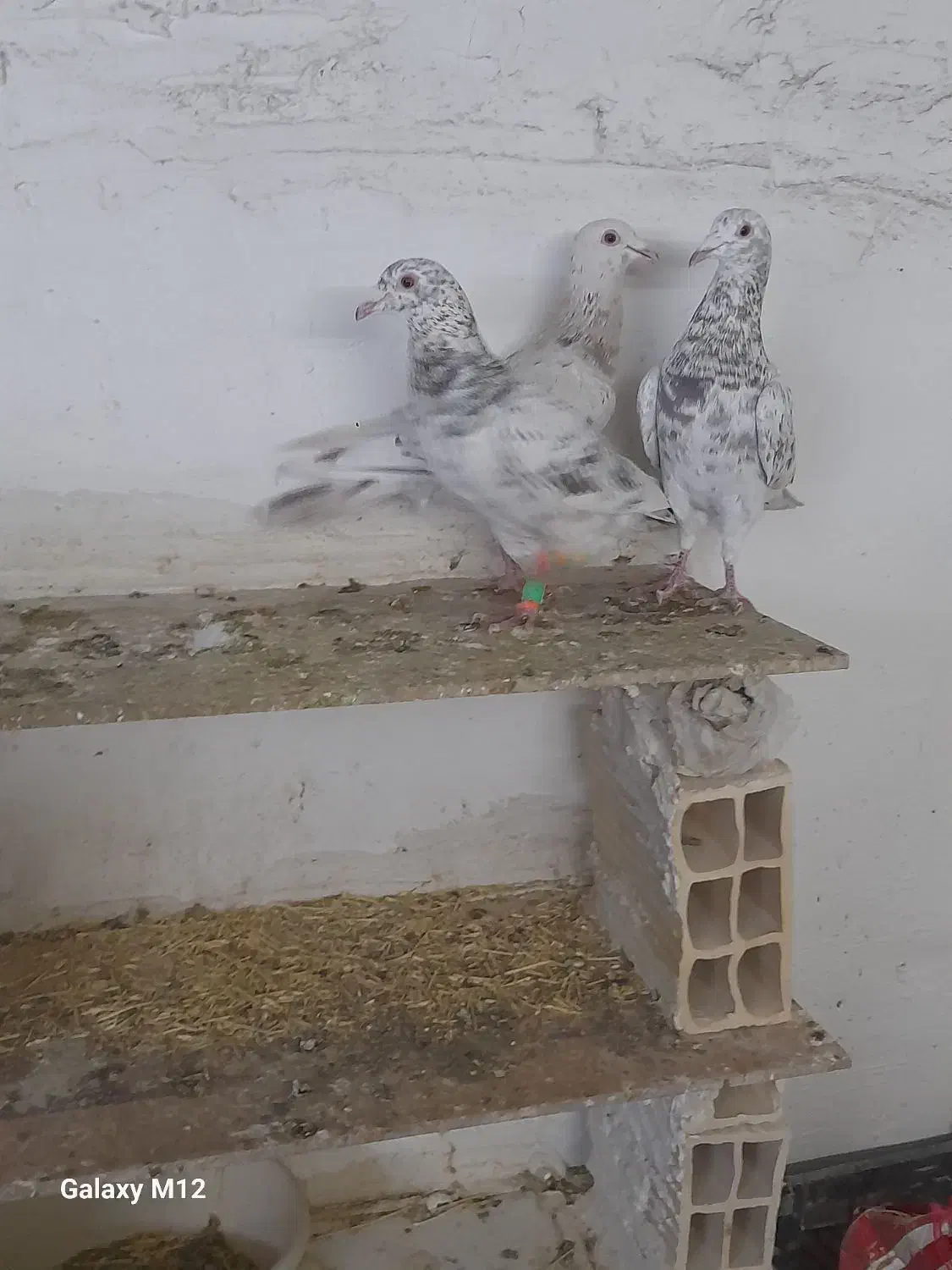 کرم نامور|پرنده|همدان, |دیوار