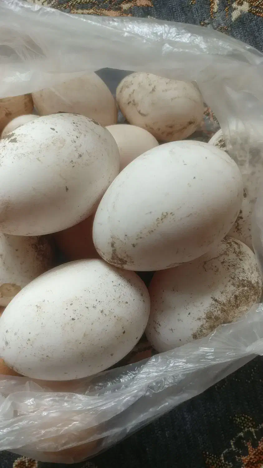 فروش تخم غاز خوراکی|حیوانات مزرعه|رشت, شهرک صنعتی|دیوار