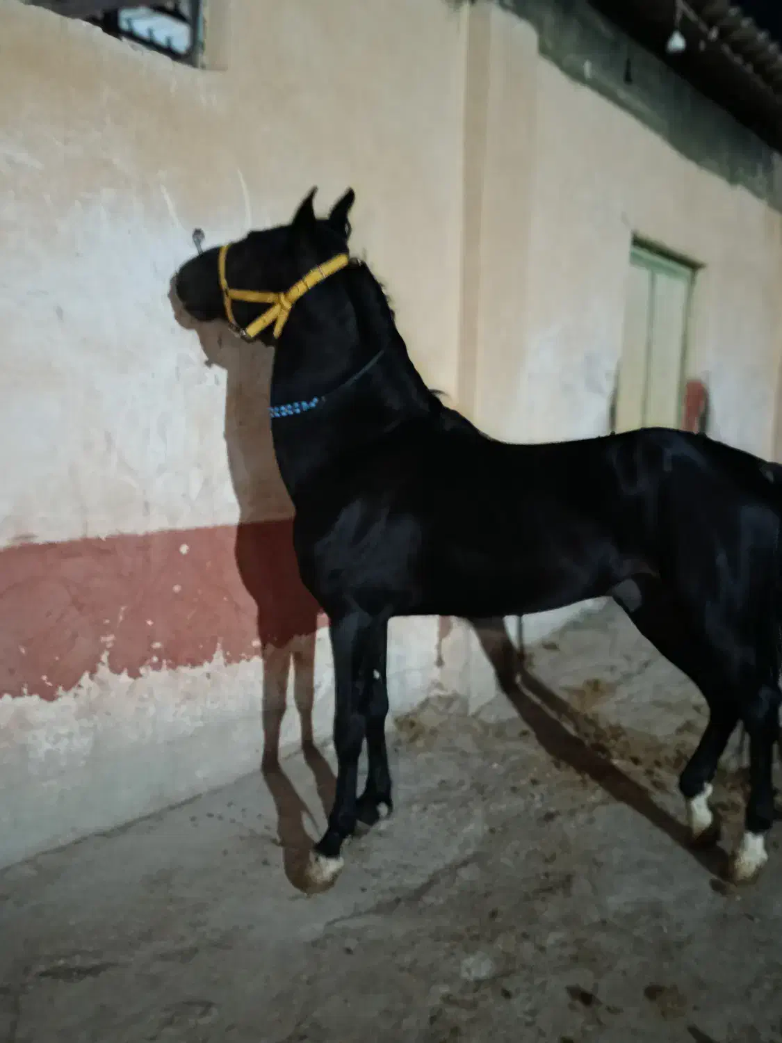 اسب کرد 3.5ساله|اسب و تجهیزات اسبسواری|شاهین دژ, |دیوار