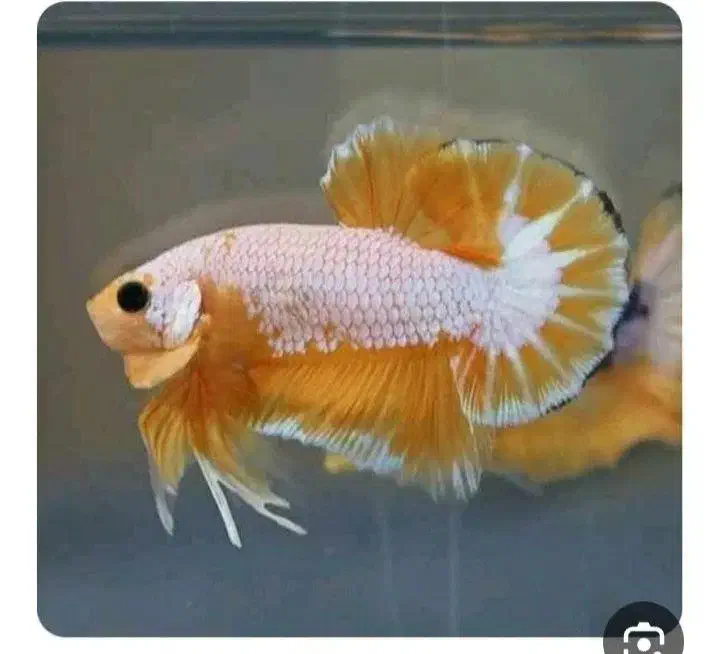 انواع بتا وارداتی از تایلند|ماهی|رشت, گلسار|دیوار