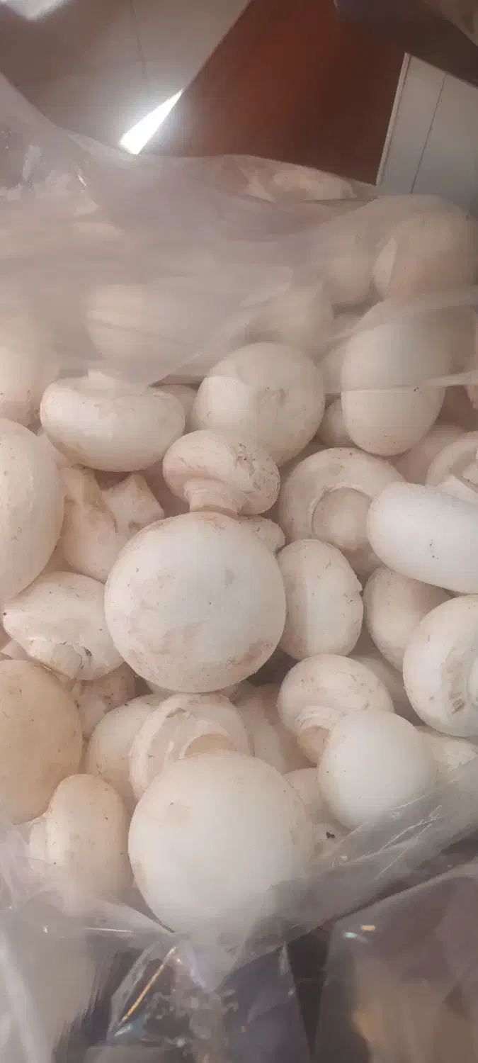 قارچ تازه روز|خوردنی و آشامیدنی|نیشابور, دارایی|دیوار