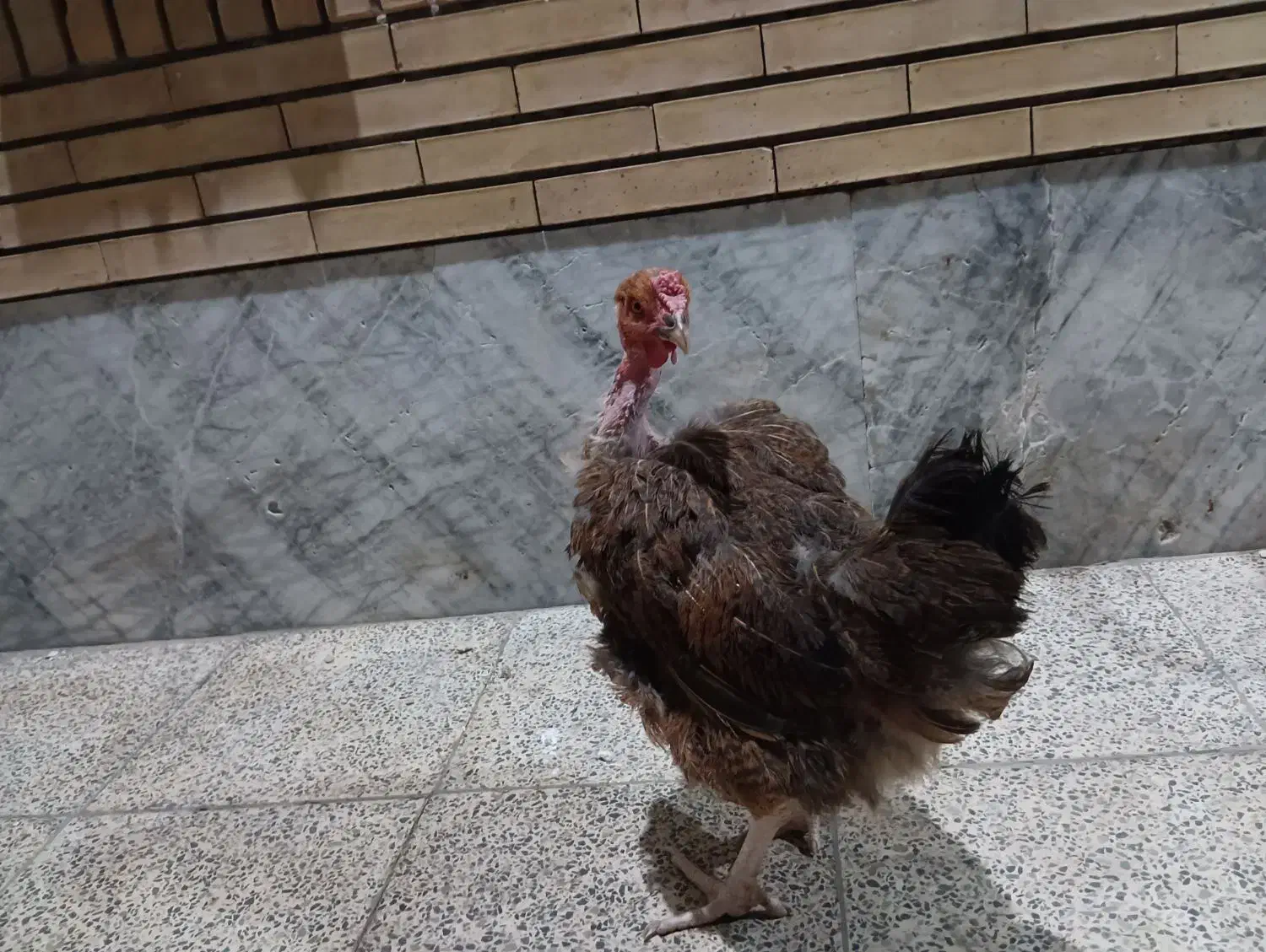 مرغ و خروس|پرنده|رفسنجان, |دیوار