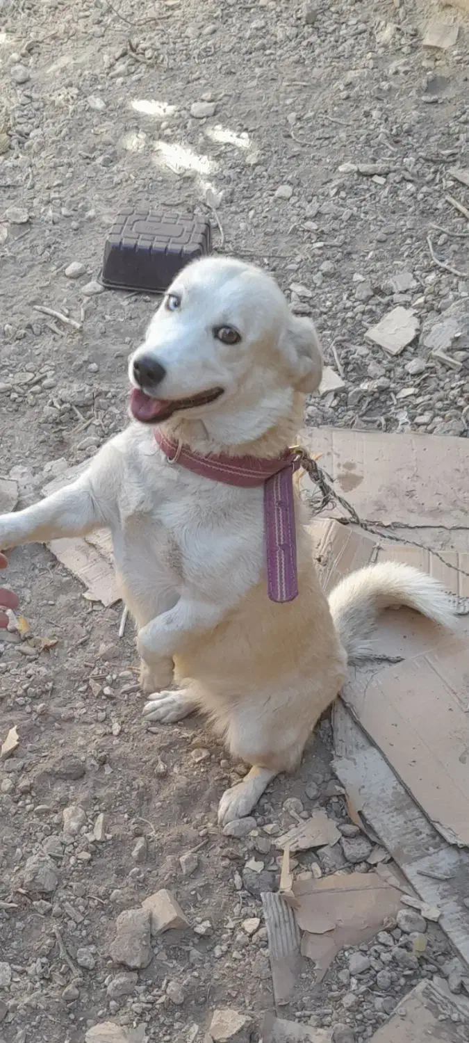 سگ ژرمن هاسکی|سگ|بهمن صغاد, |دیوار