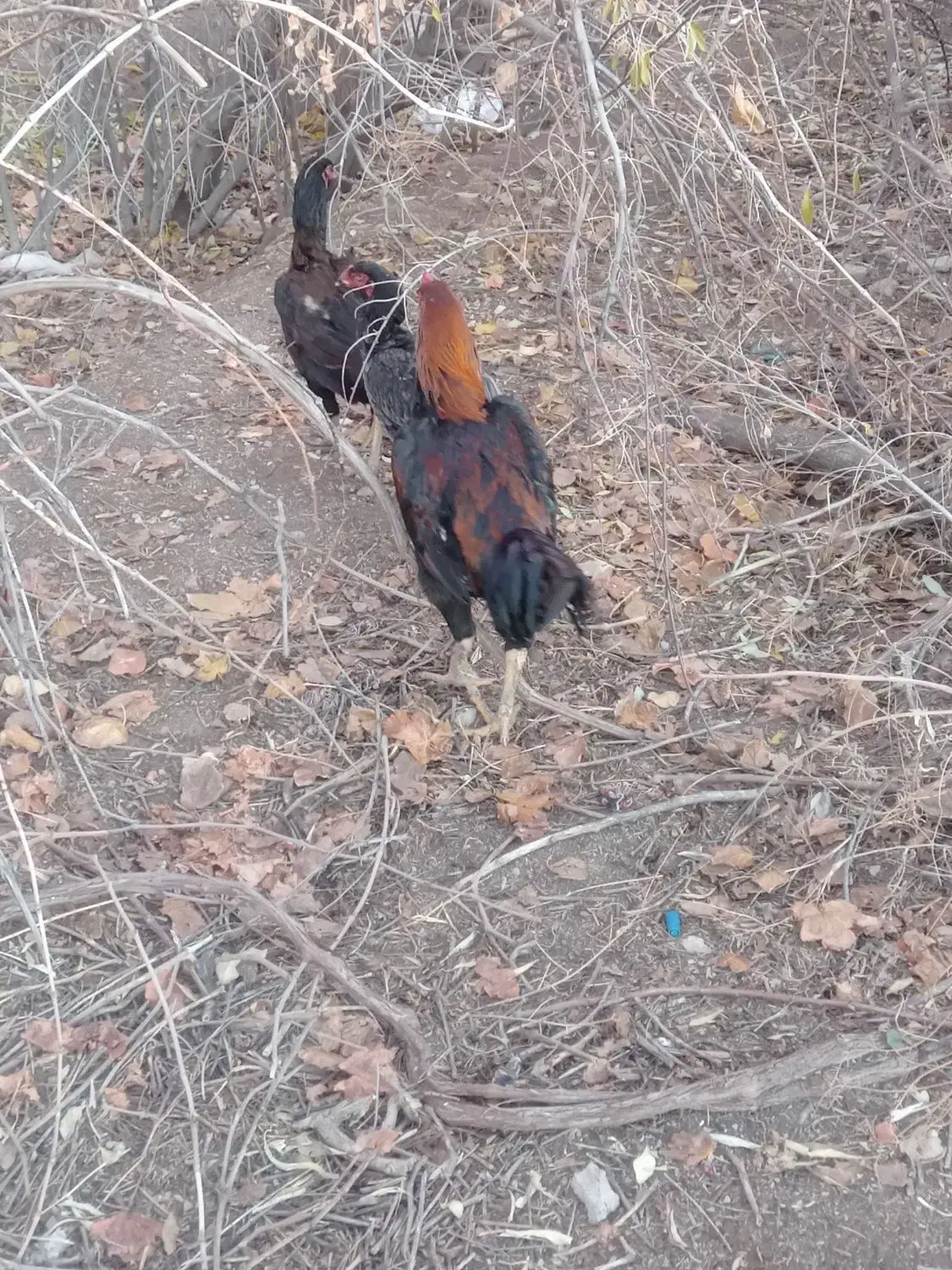 مرغ و خروس لاری|حیوانات مزرعه|صوفیان, |دیوار