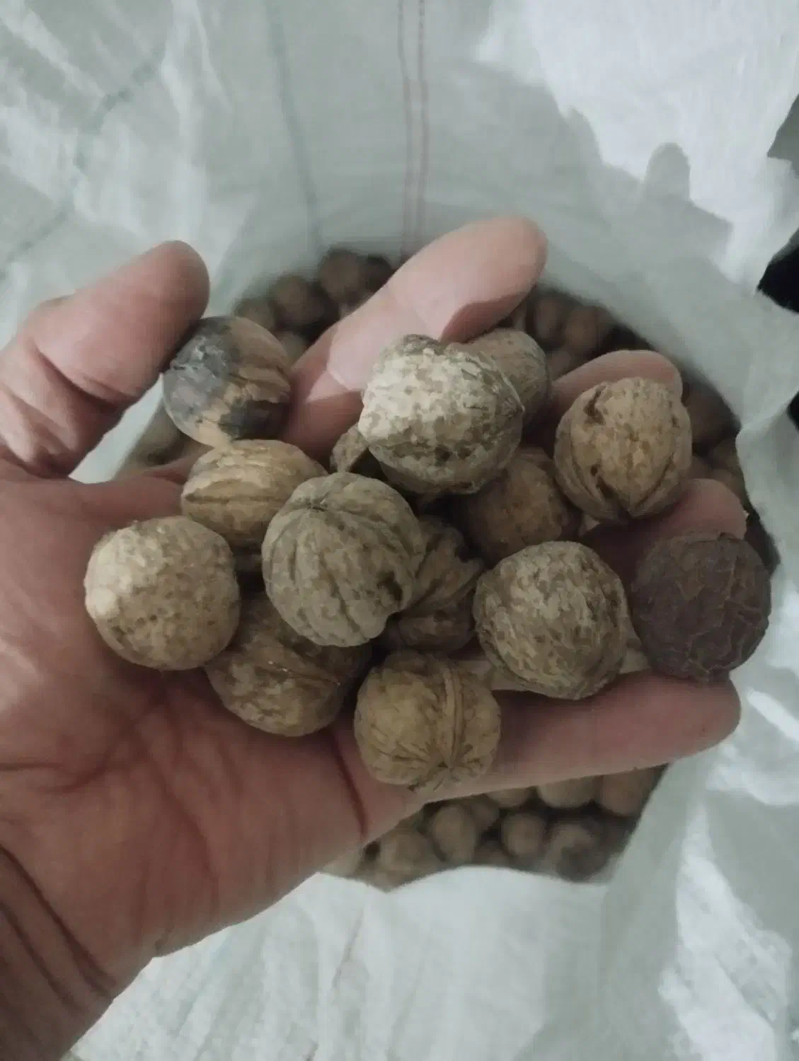 گردوی پر چرب و خوشمزه|خوردنی و آشامیدنی|میانه, |دیوار