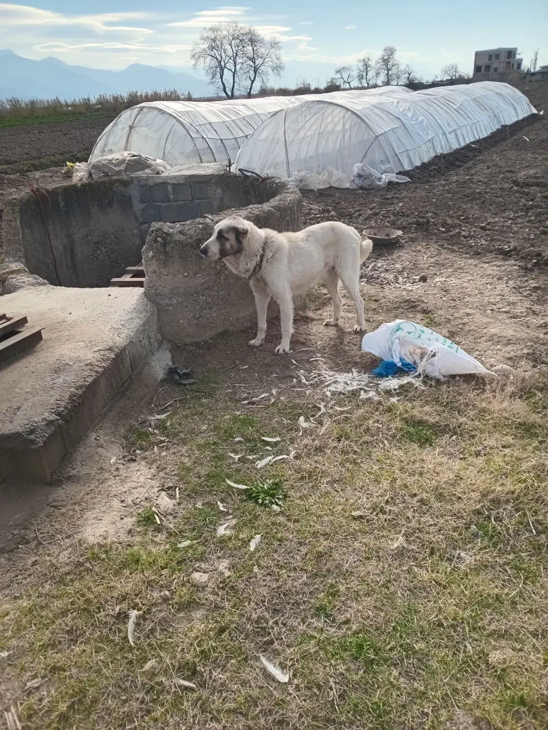 سگ الابای|سگ|آزادشهر, |دیوار