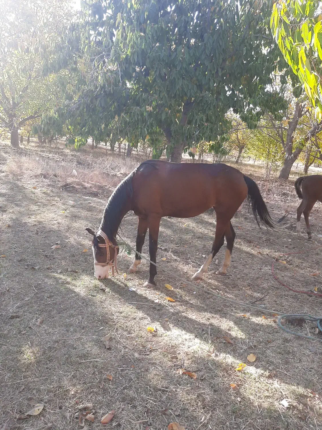 فروش اسب|اسب و تجهیزات اسب‌سواری|تویسرکان, |دیوار