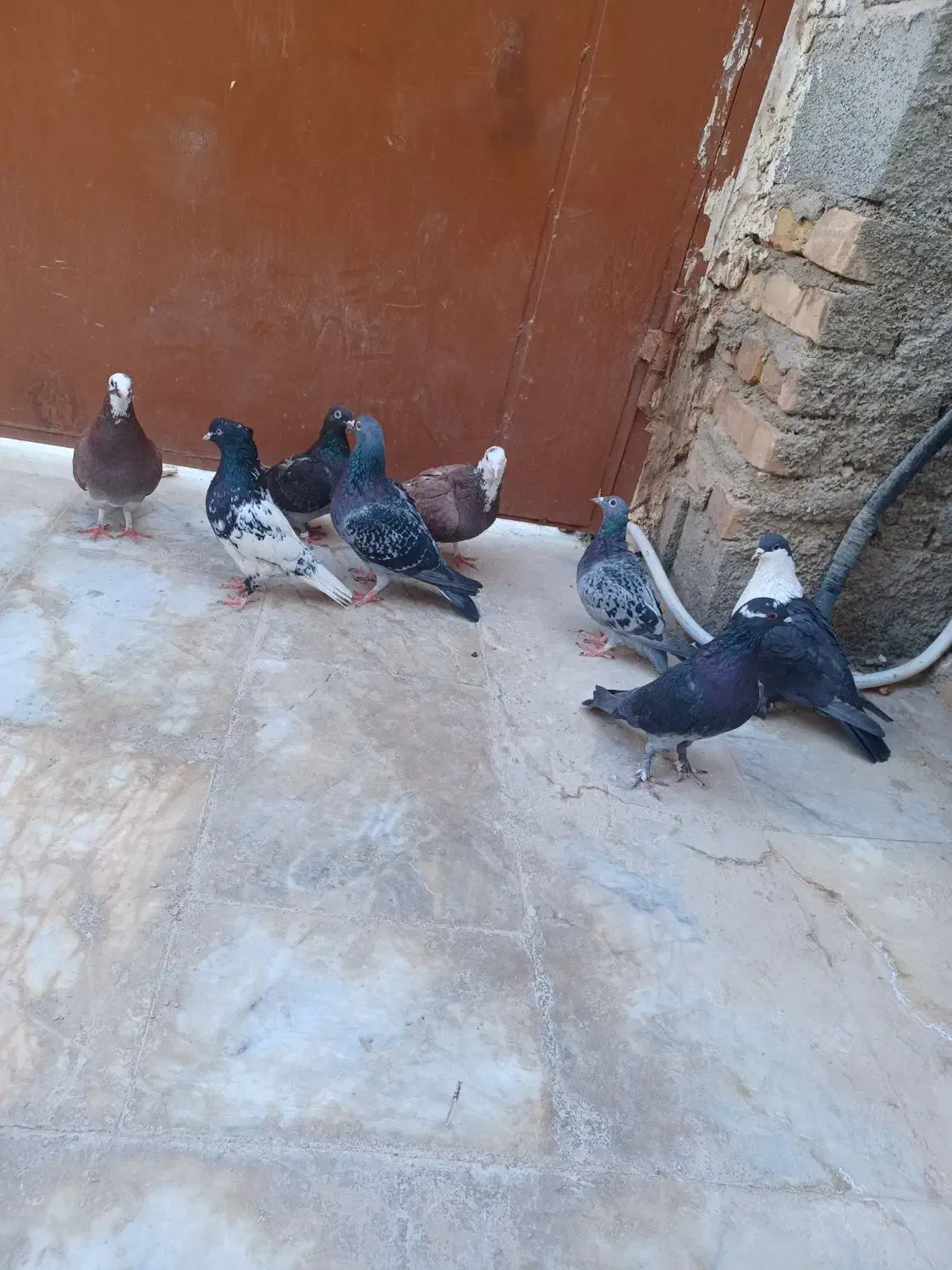 کبوتر|پرنده|سراوان, |دیوار