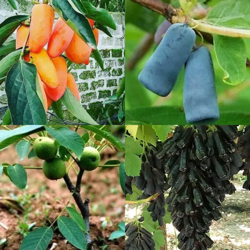 نهال اصلاح شده|خدمات باغبانی و درختکاری|اصفهان, باغ زیار|دیوار