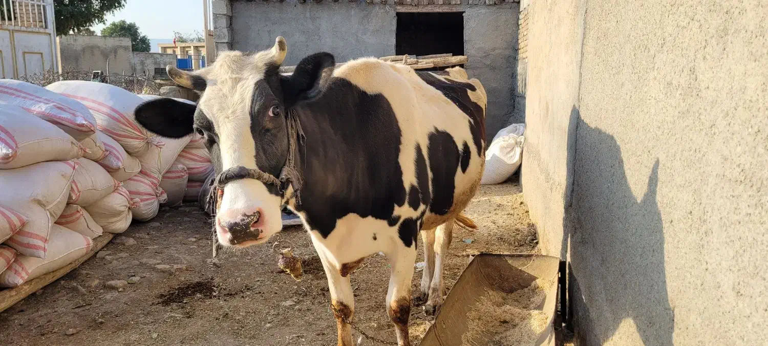 گاو کراده|حیوانات مزرعه|کوزران, |دیوار