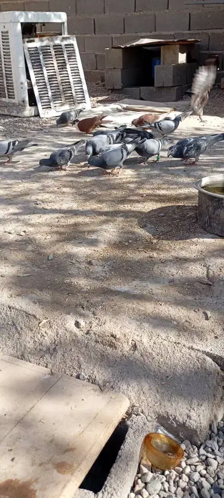 کبوتر|پرنده|خاش, |دیوار