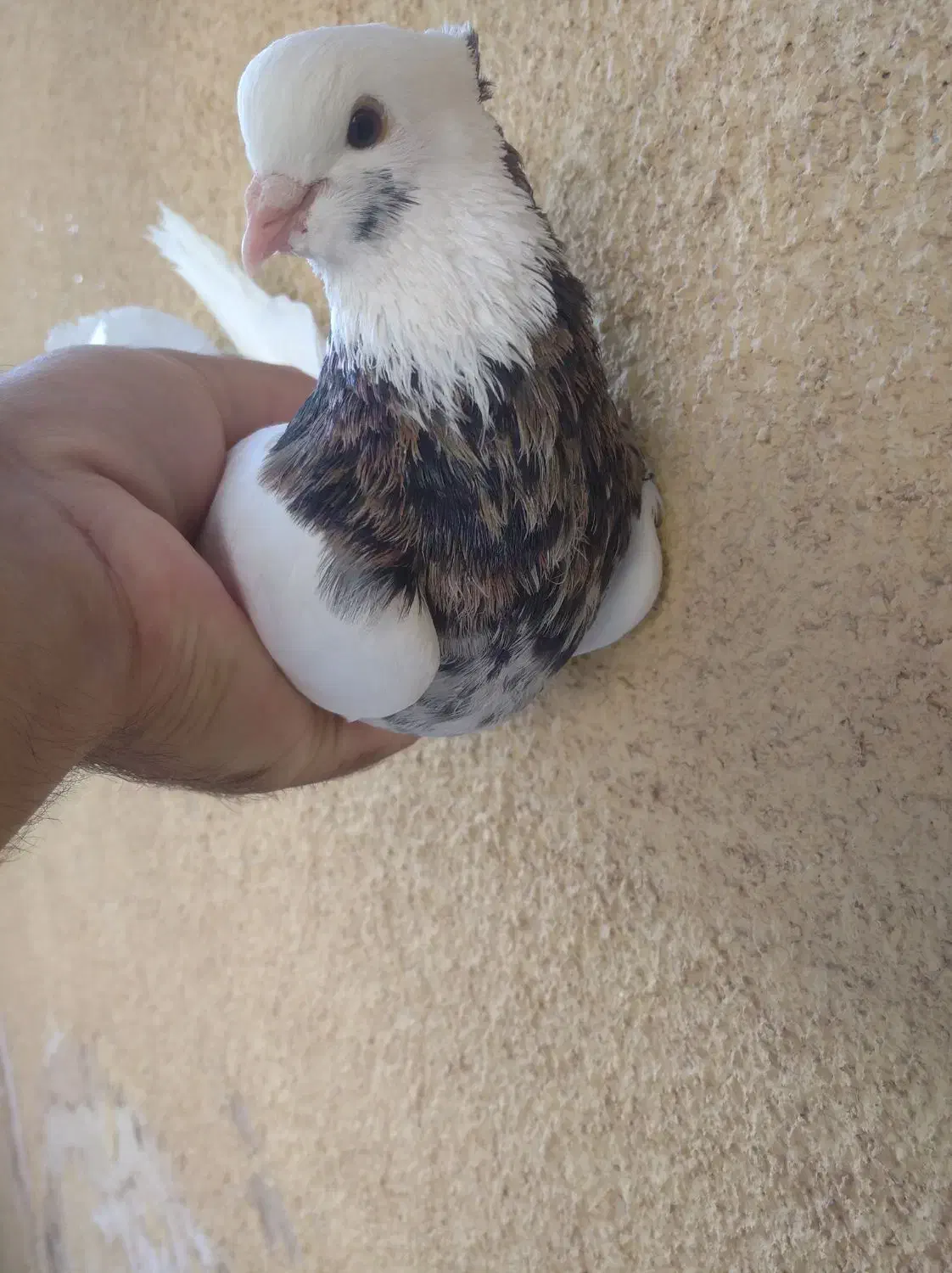 طوقی گم شده|حیوانات|کرمان, |دیوار