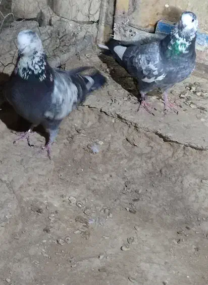 کفتر یاکبوتر|پرنده|مهاجران, |دیوار