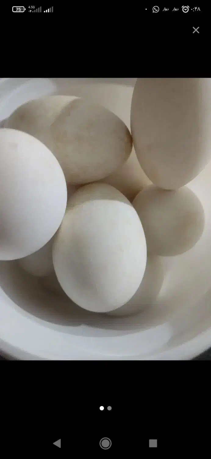 تخم غاز محلی|حیوانات مزرعه|نقده, |دیوار