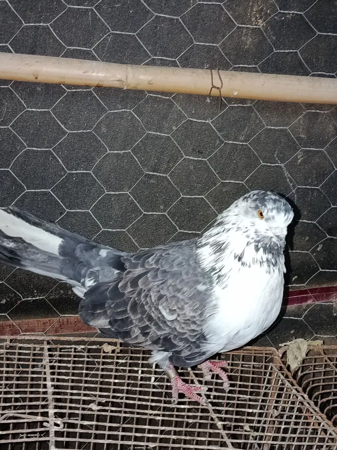 کفتر پرشی سوسک|پرنده|فاضل آباد, |دیوار