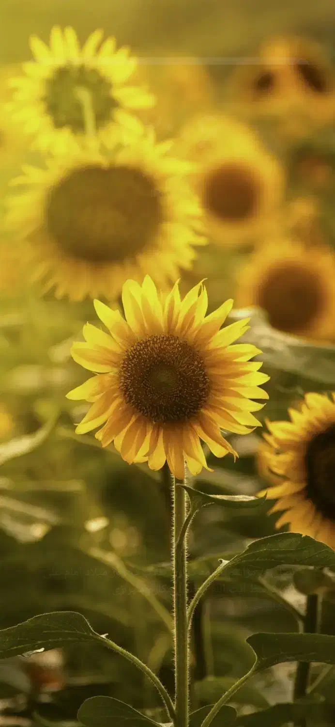 بذر گندم سایسون بوجاری شده|خدمات باغبانی و درختکاری|کنگاور, |دیوار