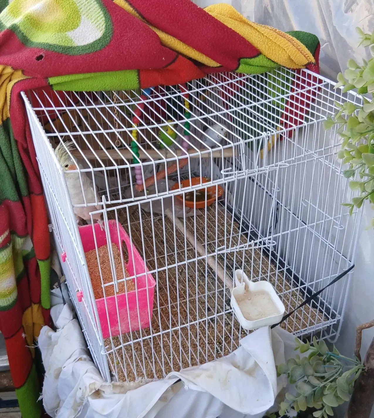 عروس هلندی و مرغ عشق|پرنده|مشهد, کوی سیدی|دیوار