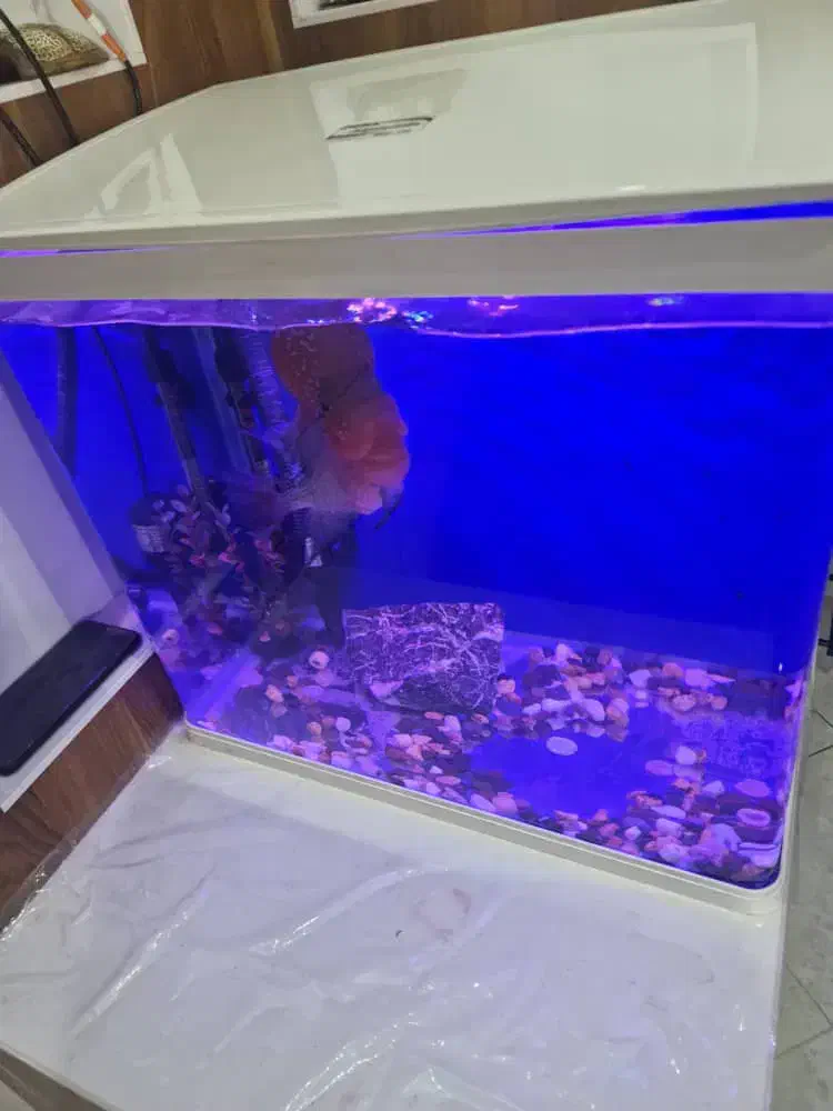 فلاور هورن ۲۵+|ماهی|کرمان, |دیوار