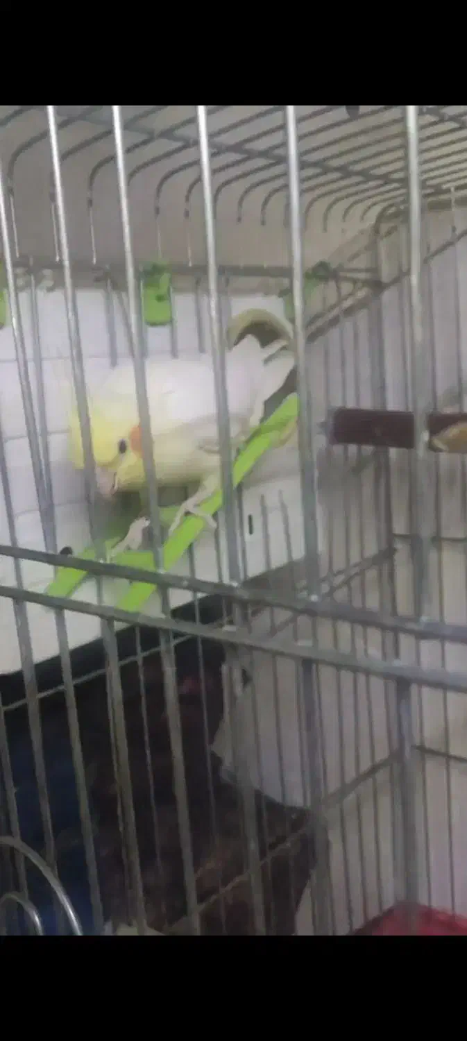 یک جفت عروس هلندی|پرنده|پاکدشت, پاکدشت (مامازند)|دیوار