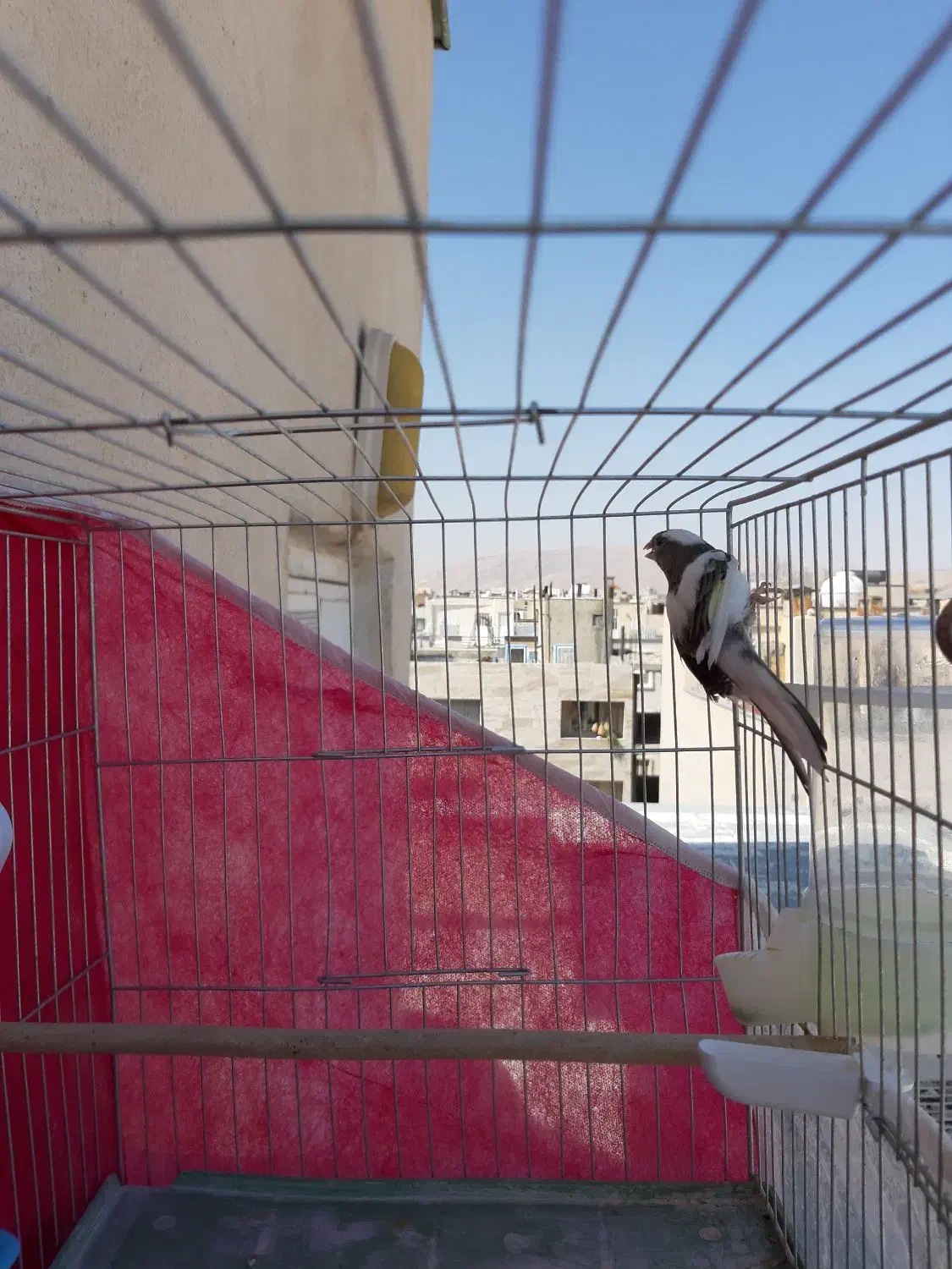 قناری نر مست معاوضه با دوتا جوجه قناری|پرنده|شیراز, دشت چنار|دیوار