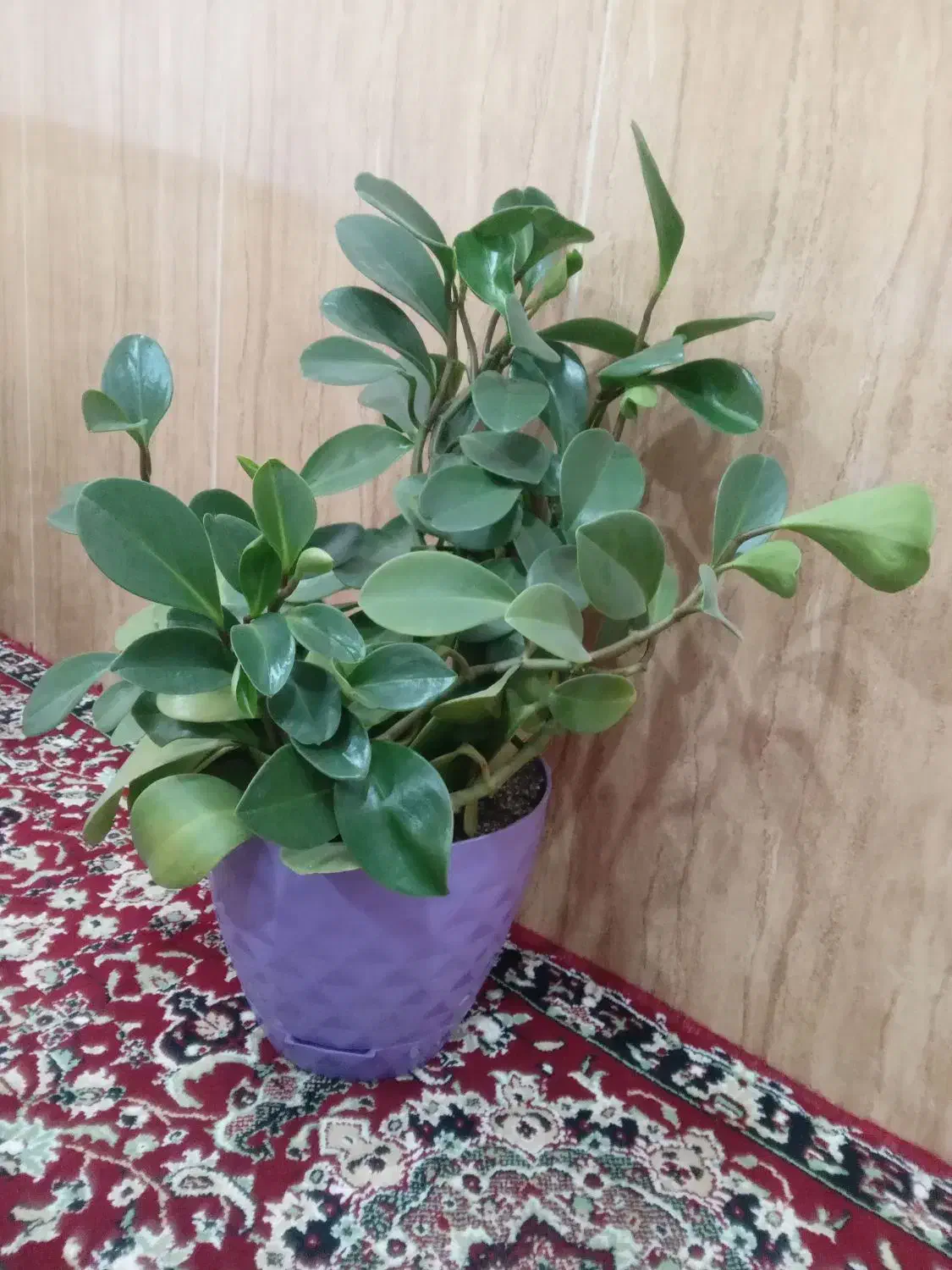 گل های زیبا|گل و گیاه طبیعی|بانه, |دیوار