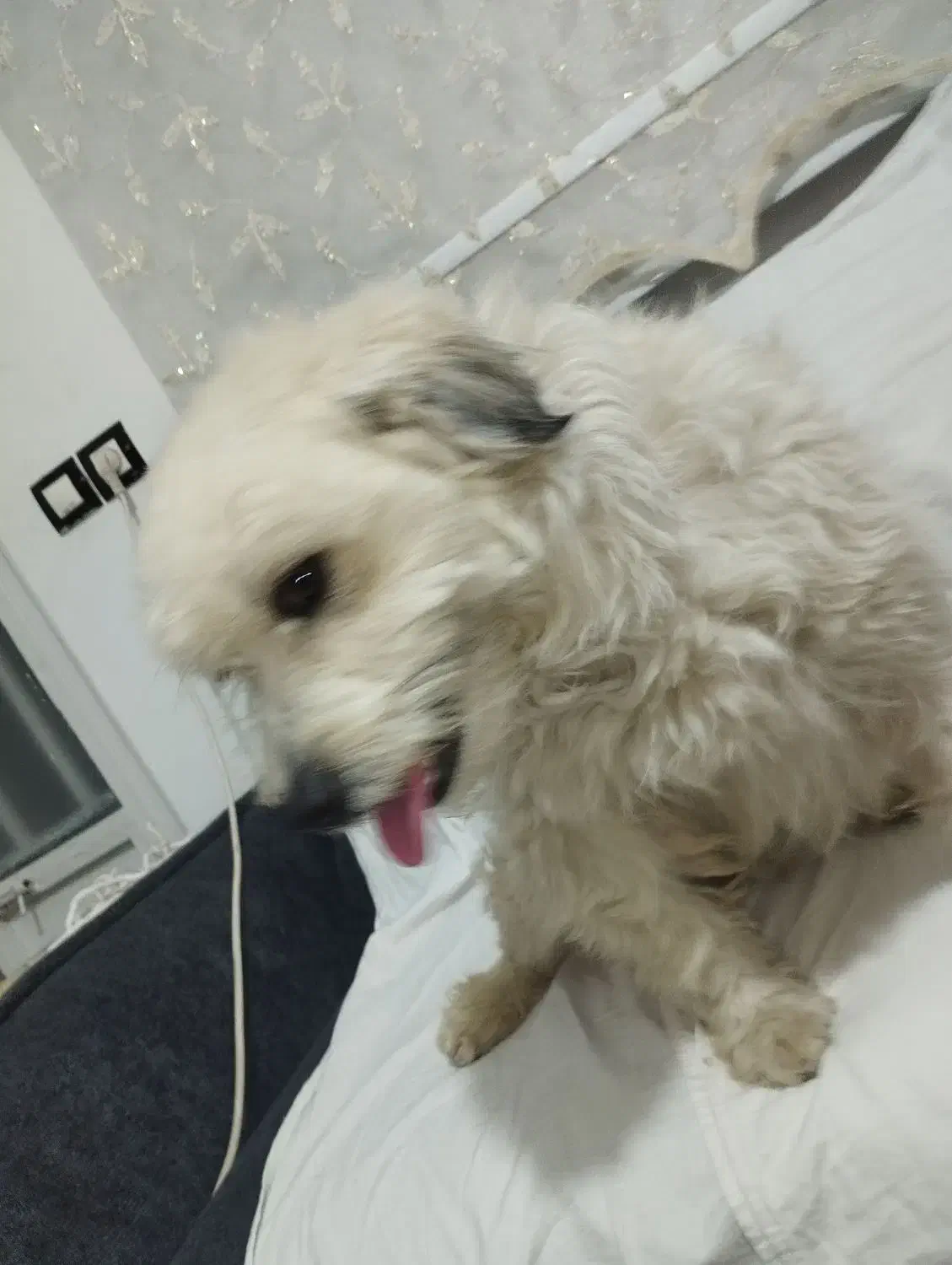 سگ شیتزو|سگ|قزوین, |دیوار