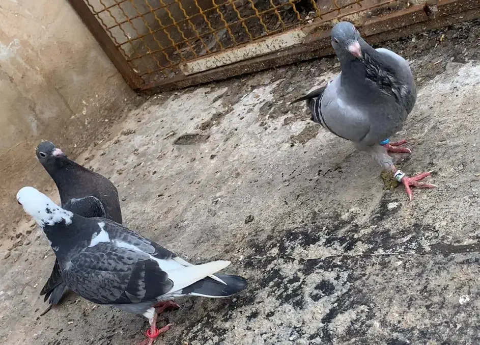 جوجه پلاکی|پرنده|تربت‌حیدریه, رجایی|دیوار