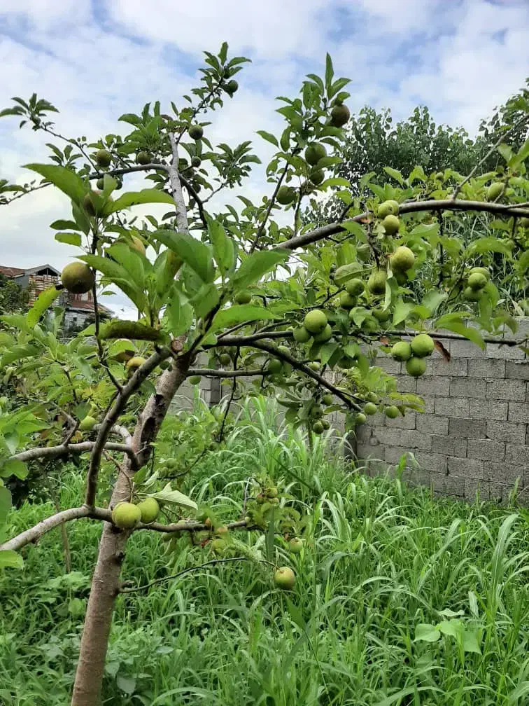 ویلا دوبلکس ساحلی 1000متری،سنددار،لاکچری|فروش خانه و ویلا|چاف و چمخاله, |دیوار